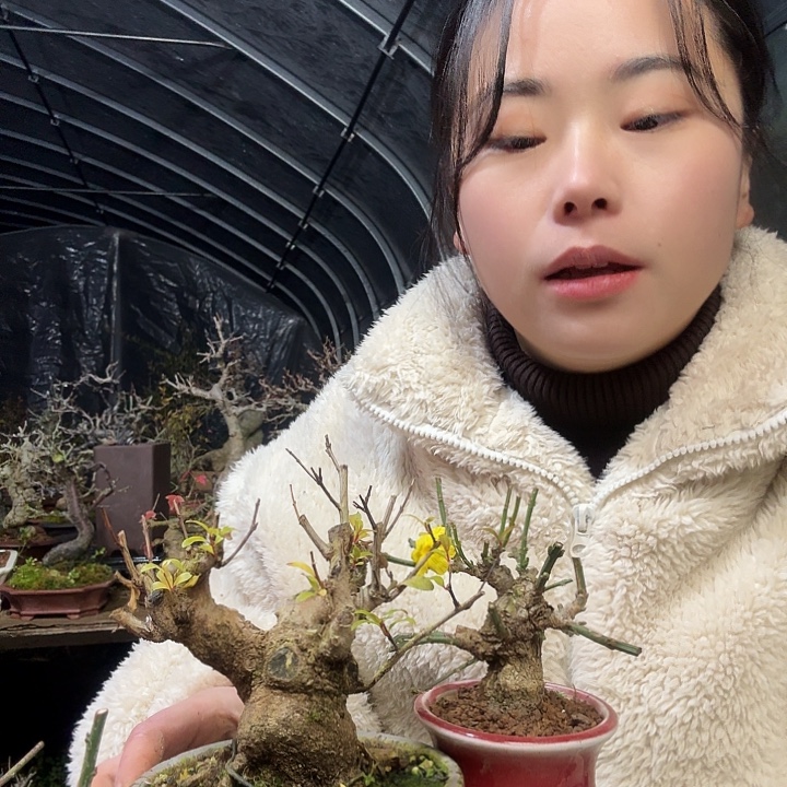 ****多无花朵11111111111