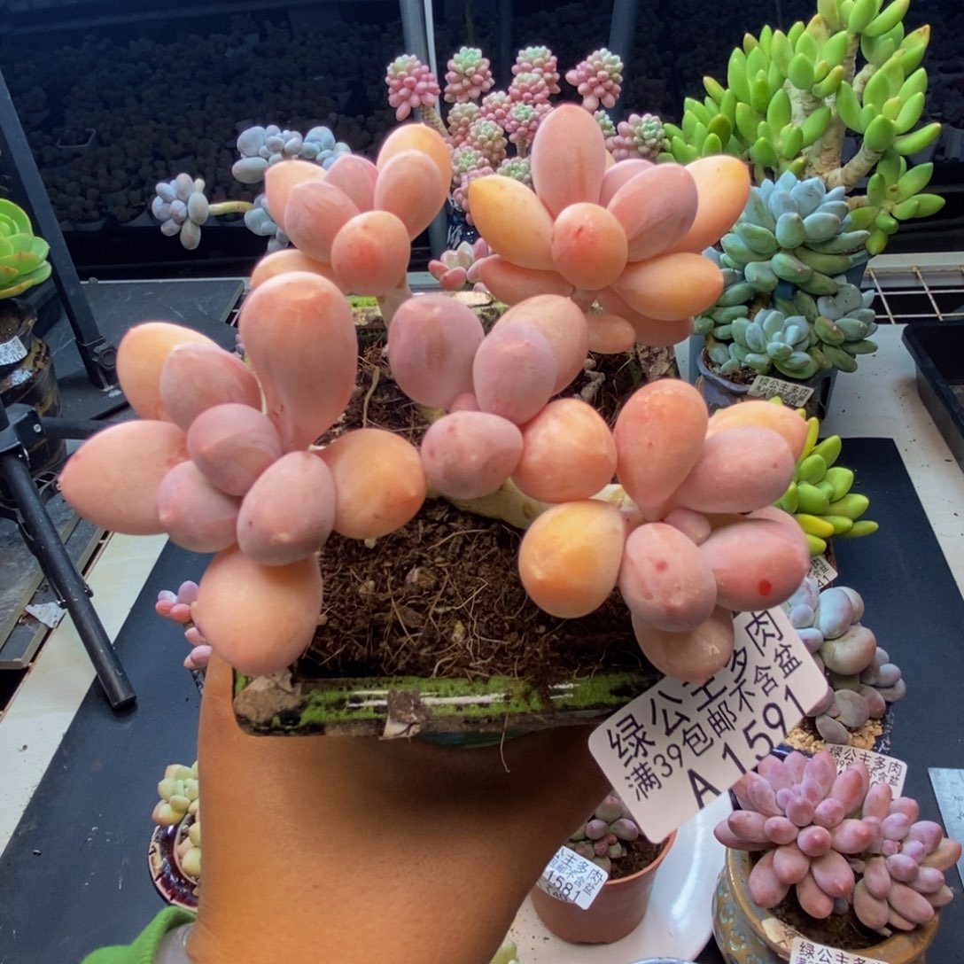 591香水手指奶多肉8c m