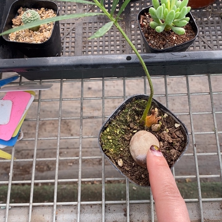 伯克利和格兰两位著名音乐