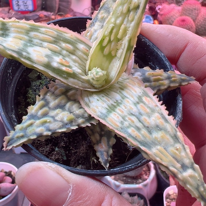 心****红可以不用来上班啦哈哈好