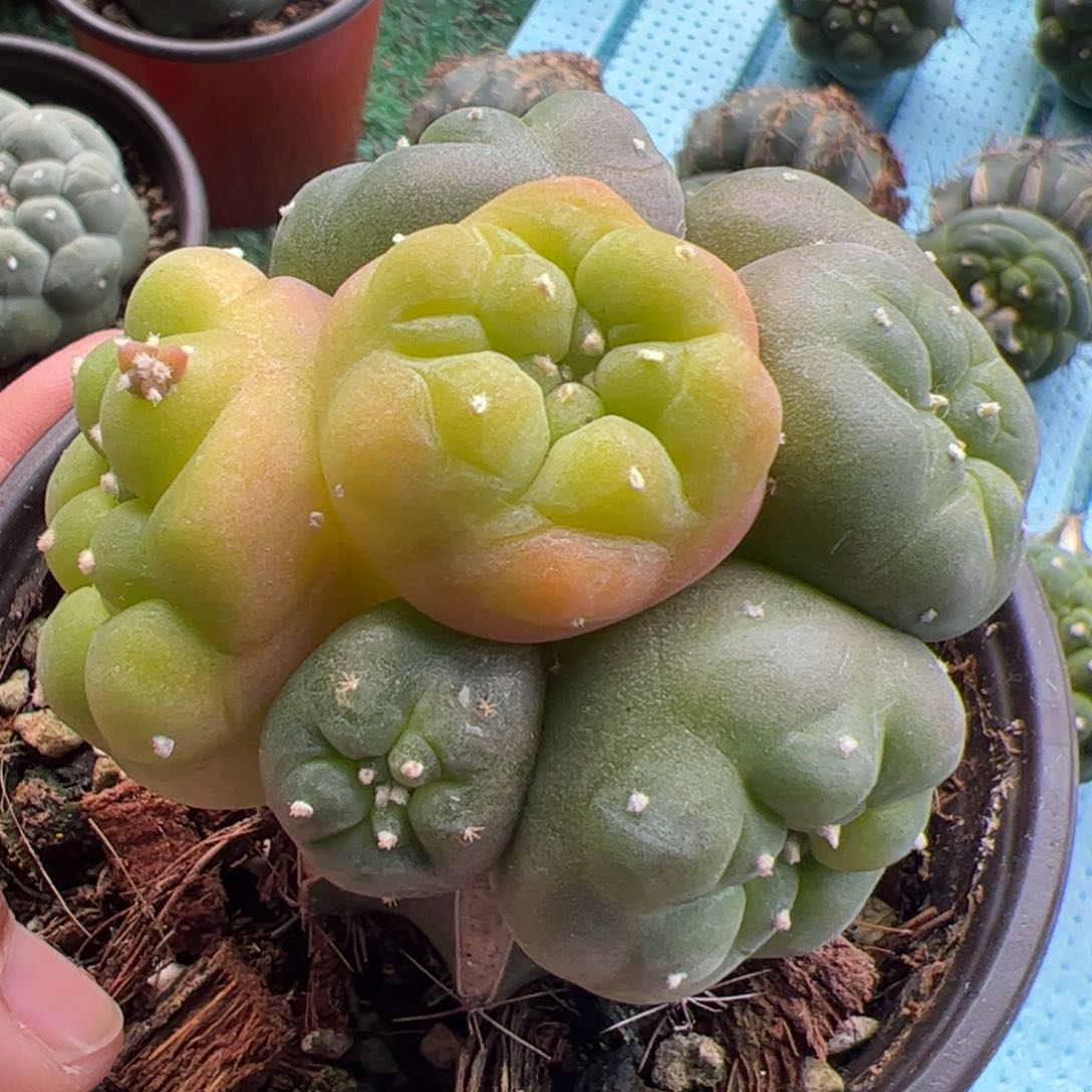 苗接仙锦群仙人球892