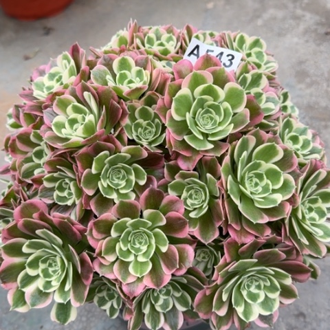 543白凤朵朵25厘米左右