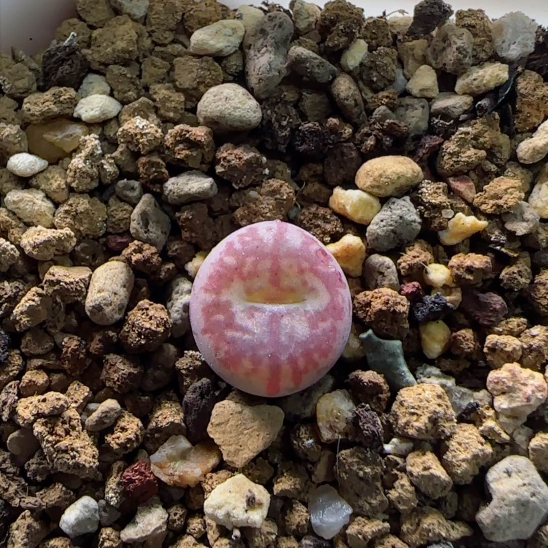 2-3-3-1全场8.8折凤凰纹水蜜桃杂墨1cm脱土