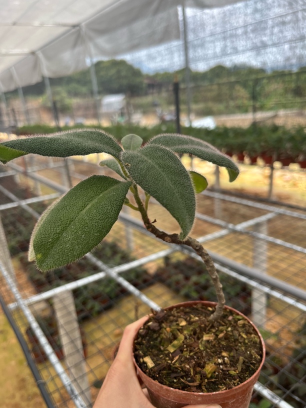 虎舌红不带果室内小盆栽