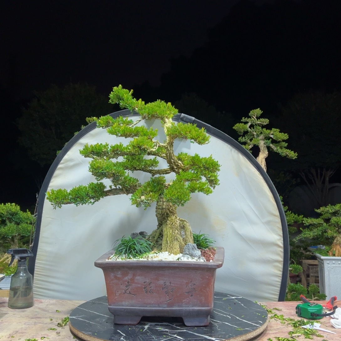 无花朵广东皱皮雀舌黄杨