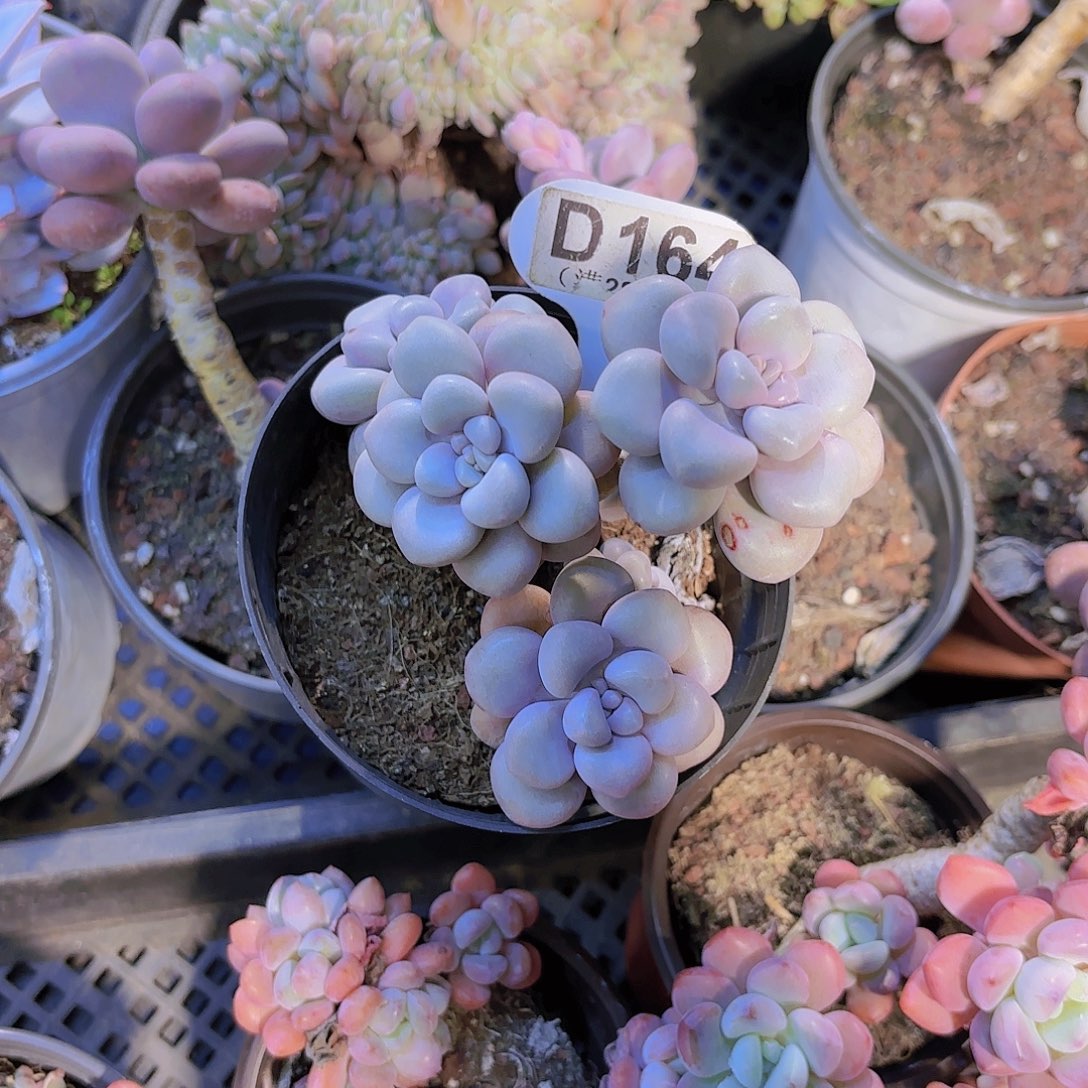 D164艾伦一物一拍