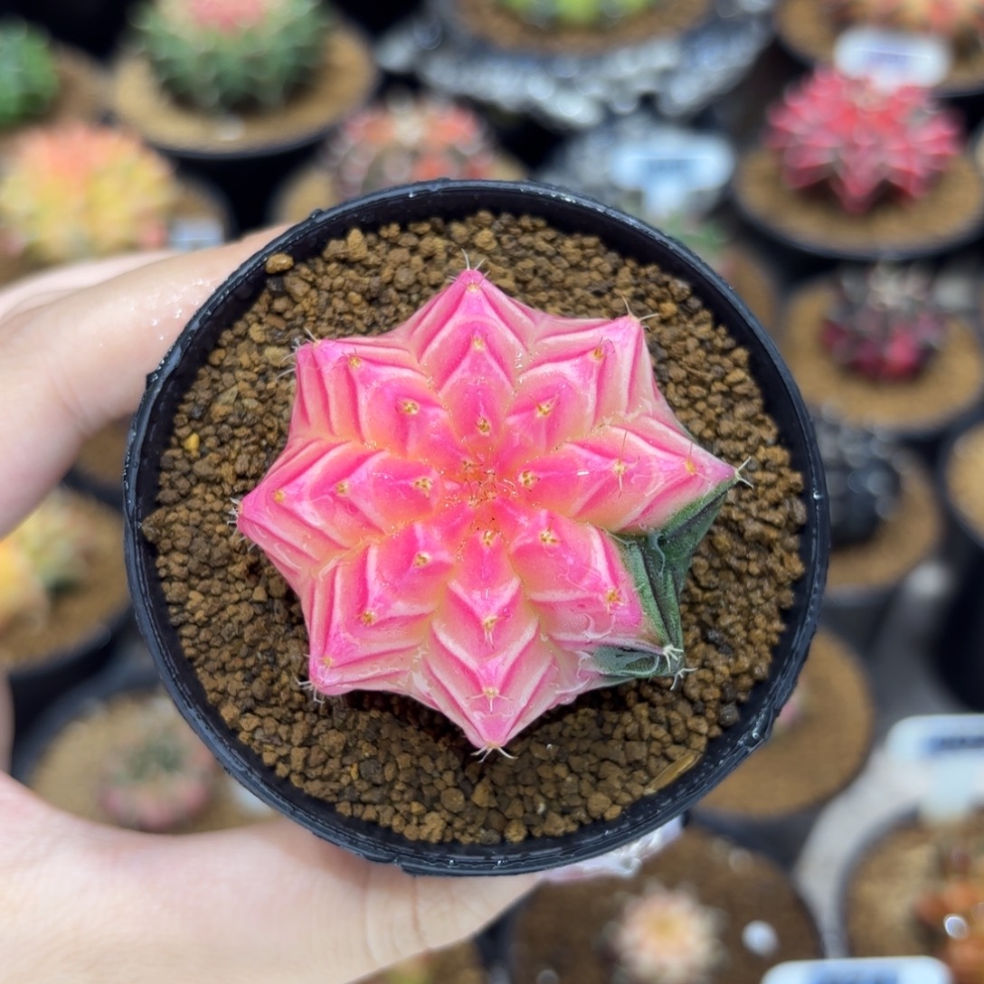 5cm溏心荧光粉 带盆土发货