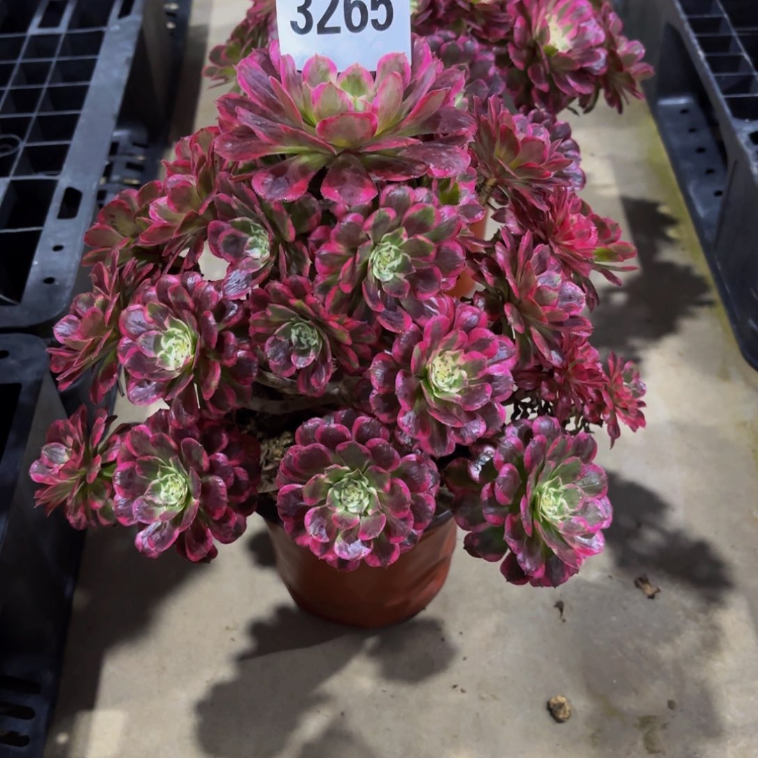 无花朵3265有短枝季月11111