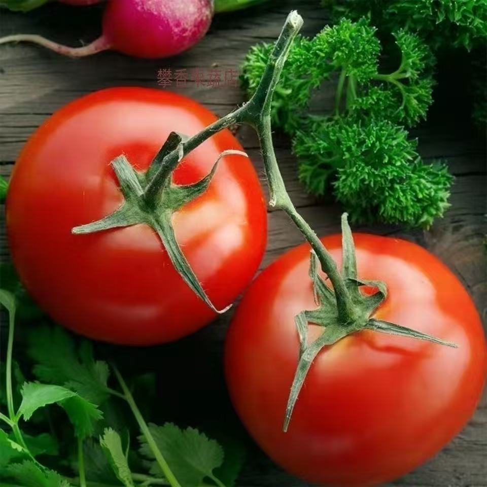 【豫上一品专属】沙瓤西红柿，自然生长