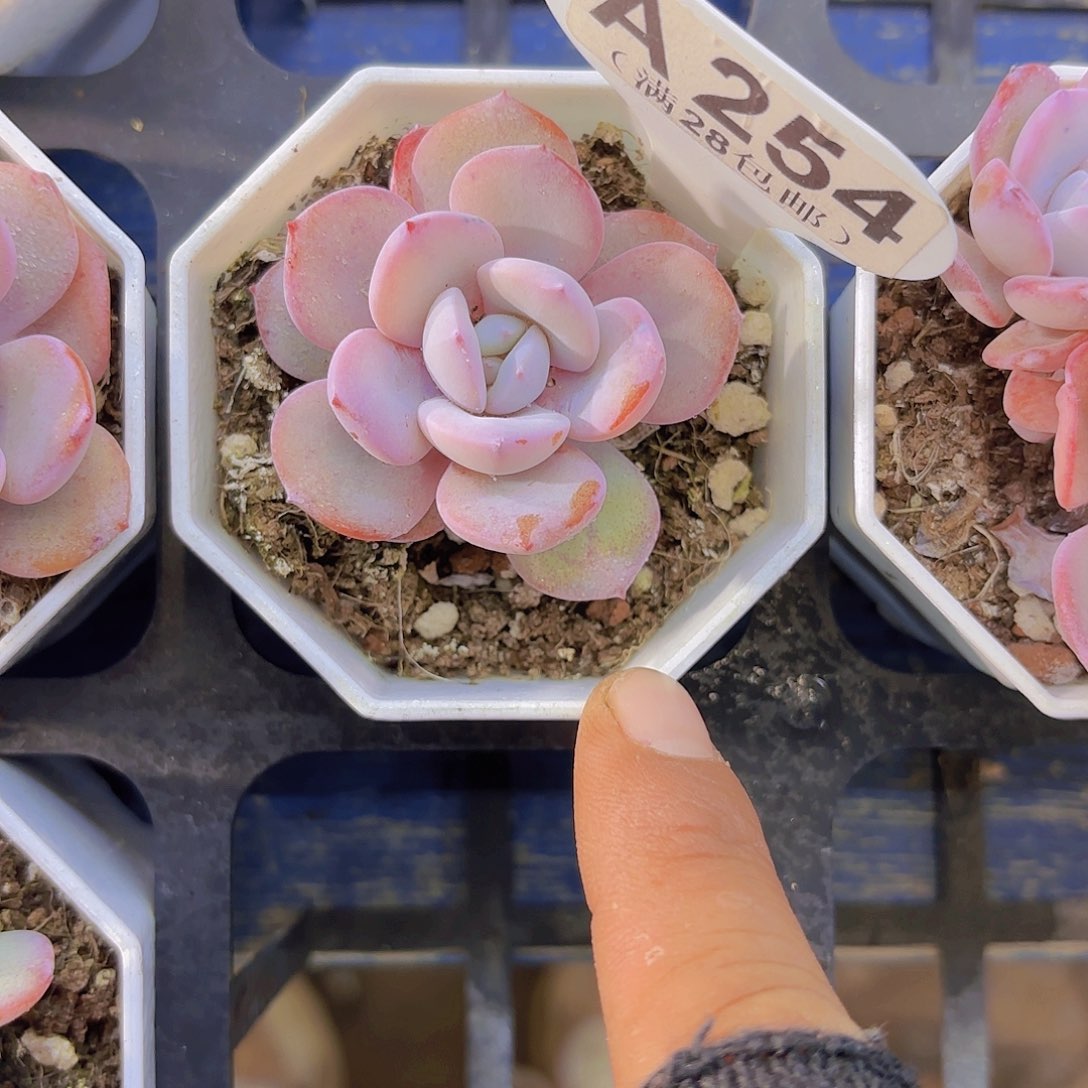 A254奶茶一物一拍