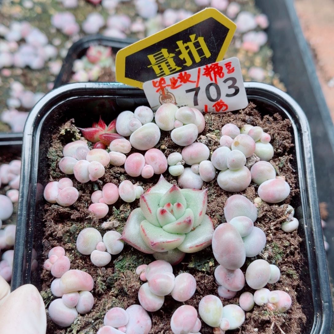 多肉植物多肉植物