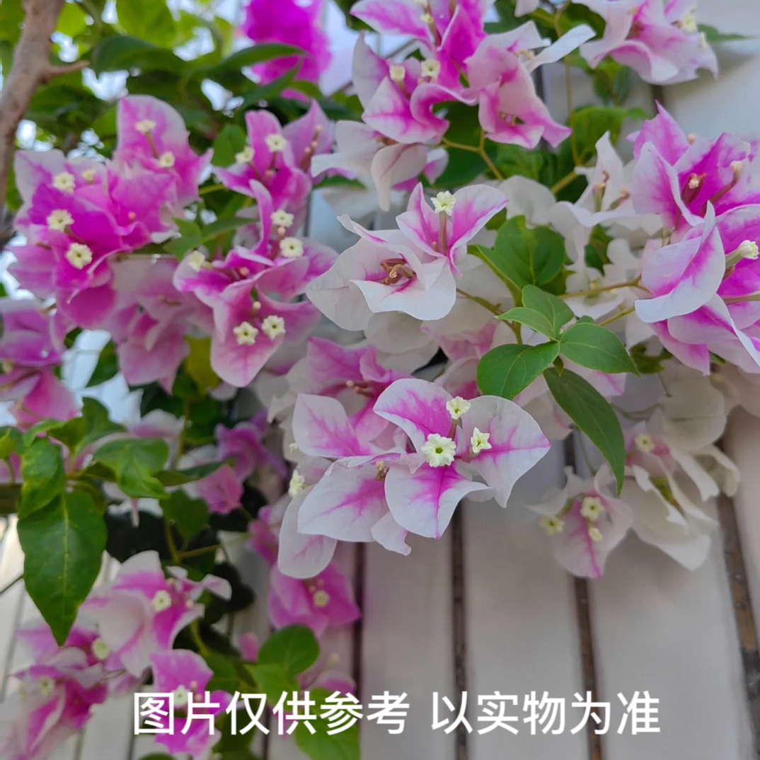 【漳红樱】三角梅花卉勤花四季开花基地直发