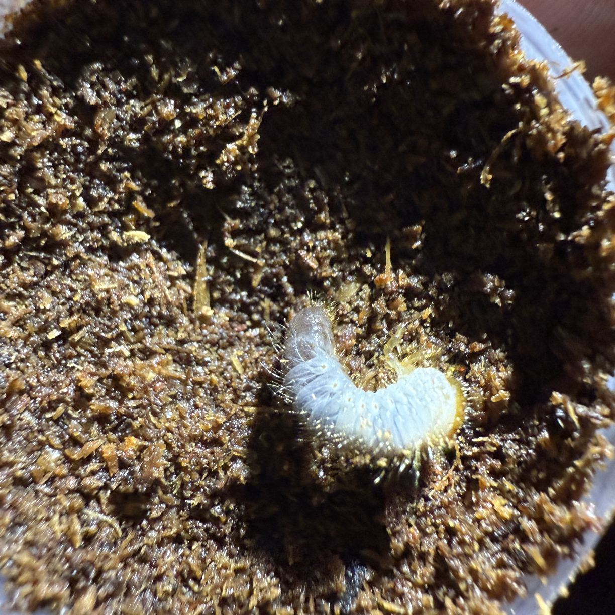 佛罗伦斯姬兜L1幼虫