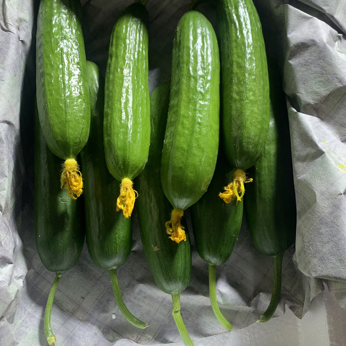 山东潍坊寿光冠军小黄瓜水果黄瓜2斤左右装水果黄瓜
