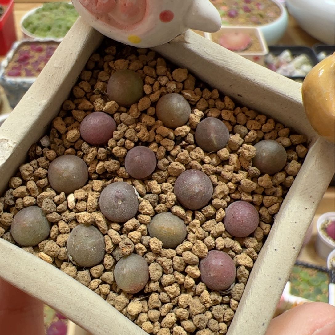 【闪购商品】空蝉sb793 x1 个 多肉