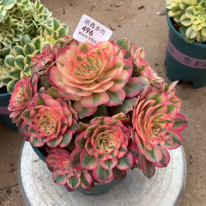 496荔枝多肉植物