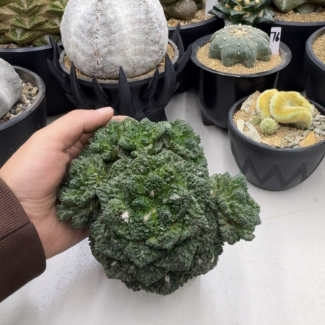 哥斯拉牡丹，带砧木发货