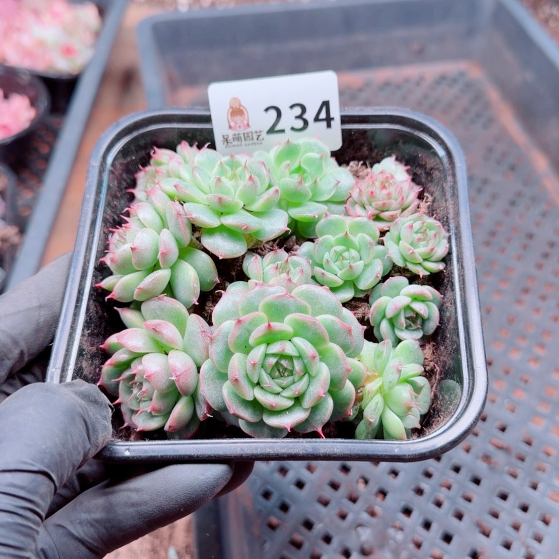 朝***一多肉植物多肉植物