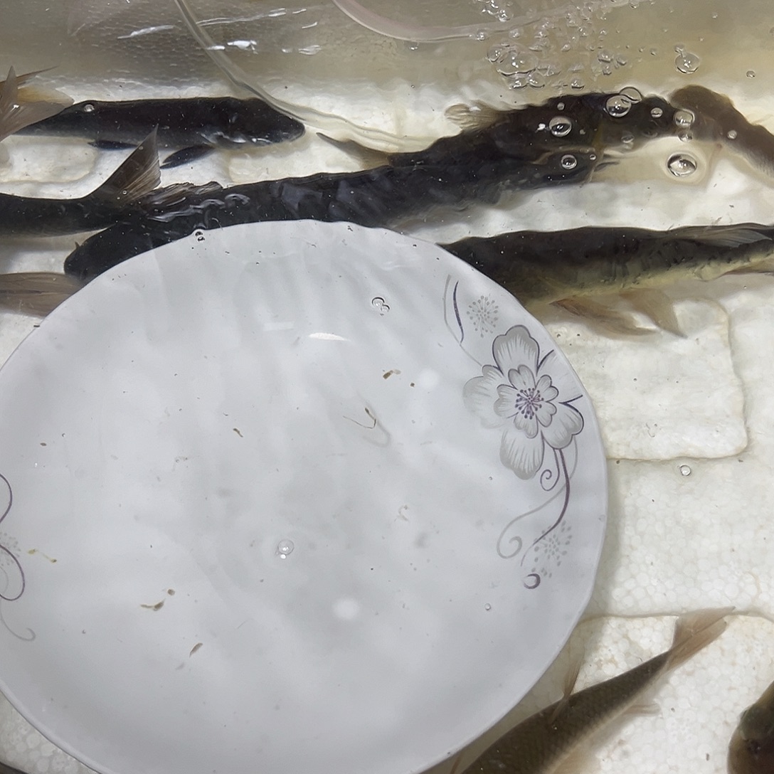 金***龟螺丝青20-25分公2条