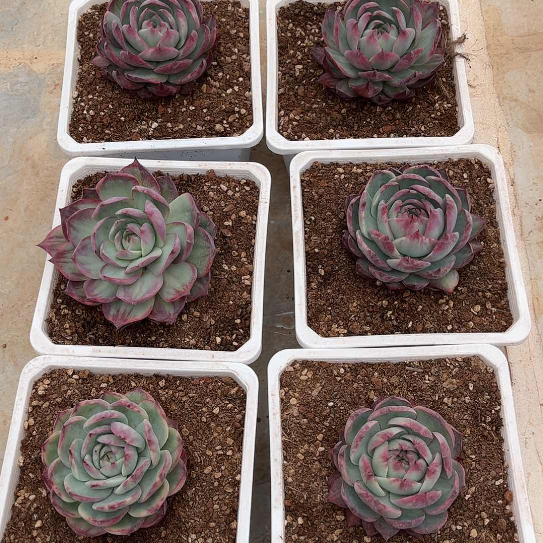 上**痕寄养链接发货链接的肉肉是