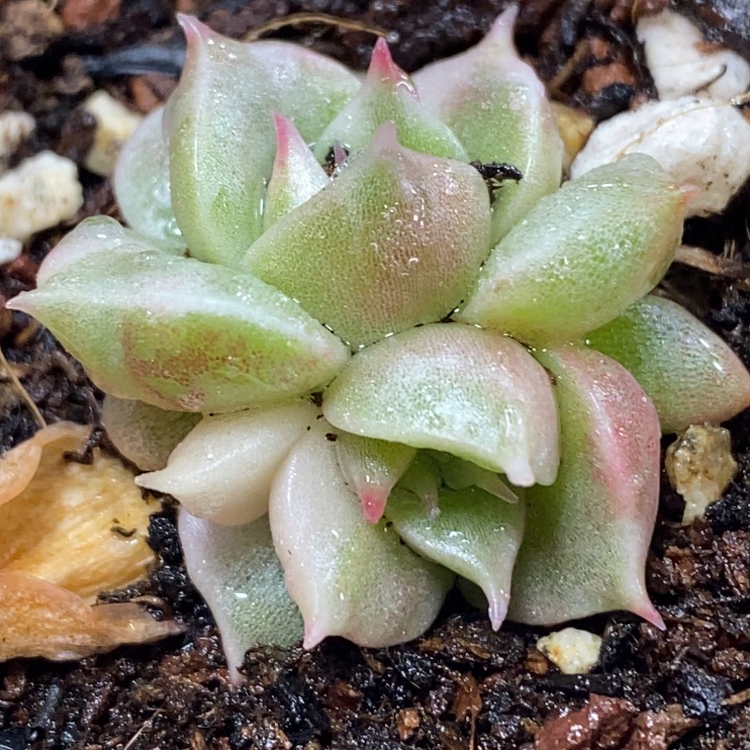 51贝加尔湖锦    小方花圃一物一拍