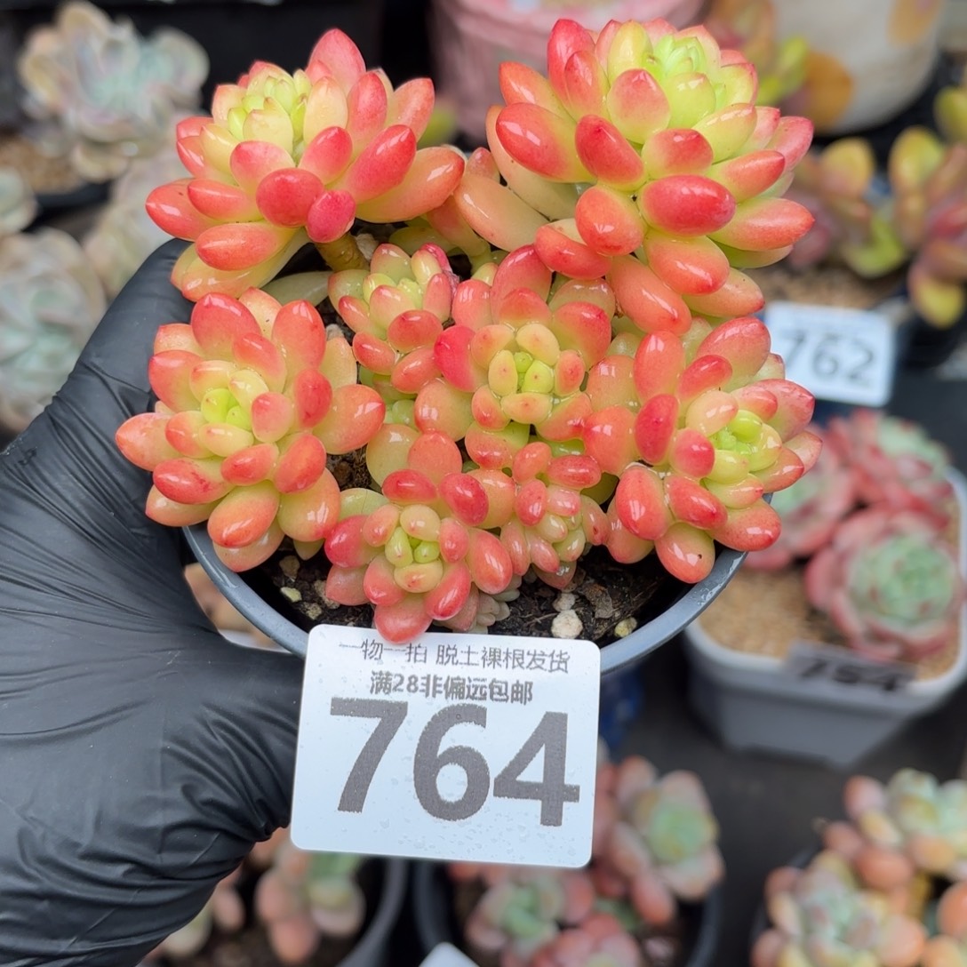 香格里拉无盆土发货