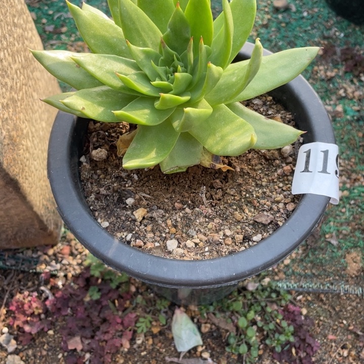 119号坎戴山东多肉植物