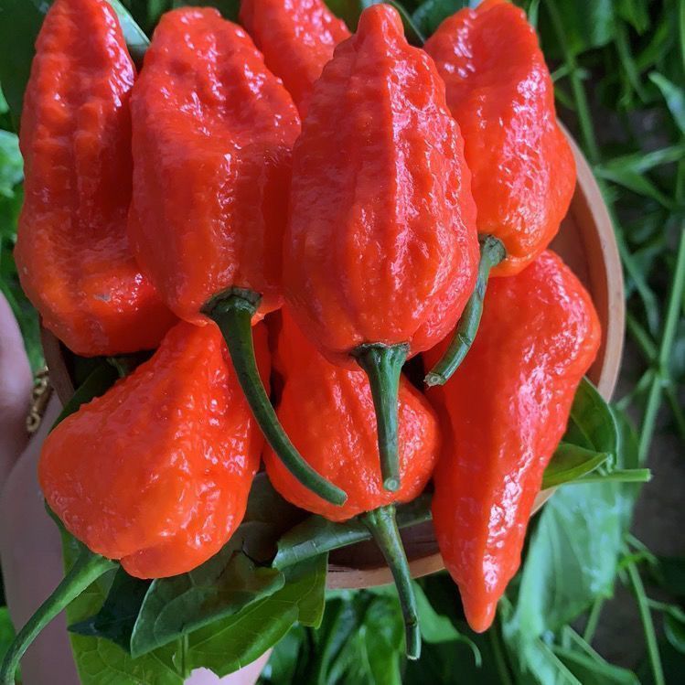 【全店拼满5包包邮】魔鬼椒种子(包装袋13x19厘米)每包约40粒