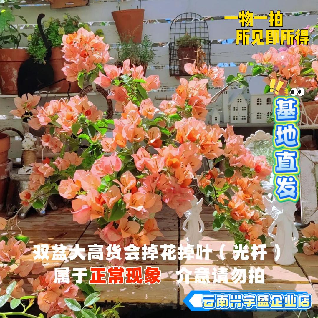 企业店【50单盆一物一拍】会掉花落叶甚至光杆介意慎拍三角梅！