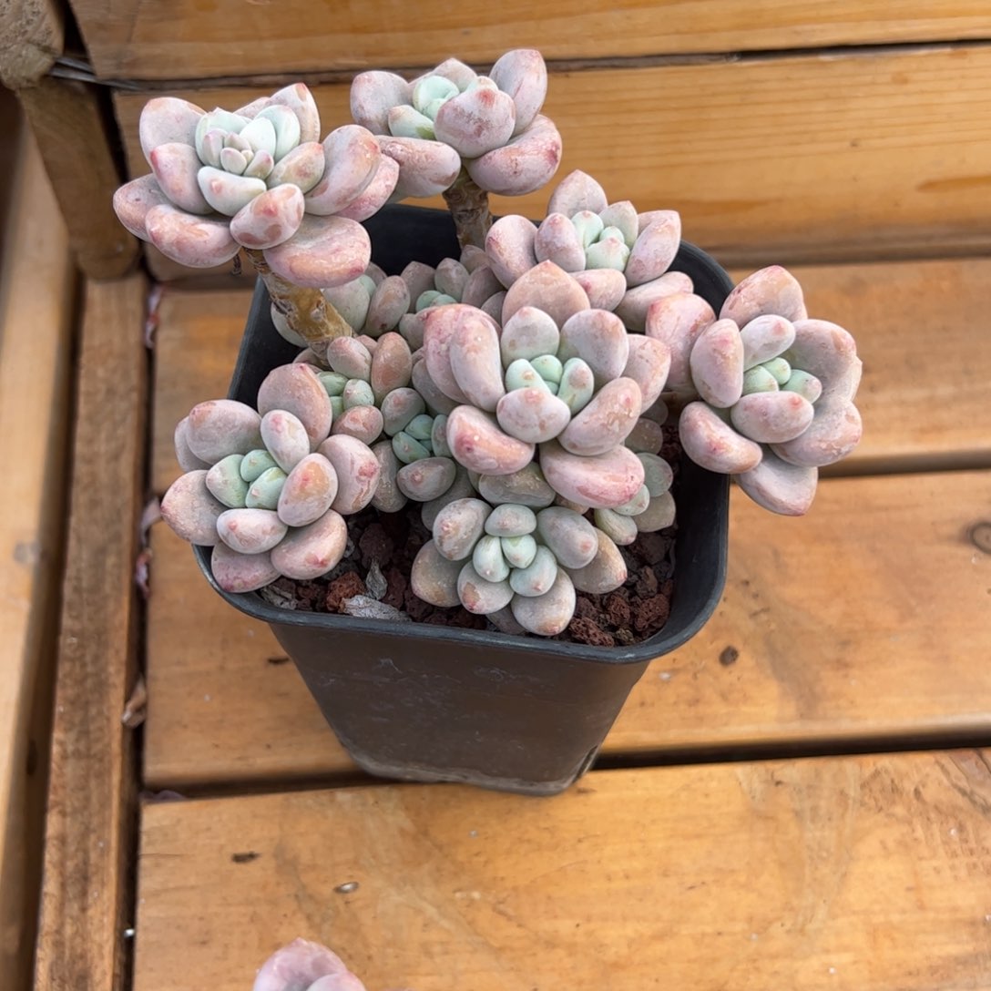 红洛神多肉植物好看