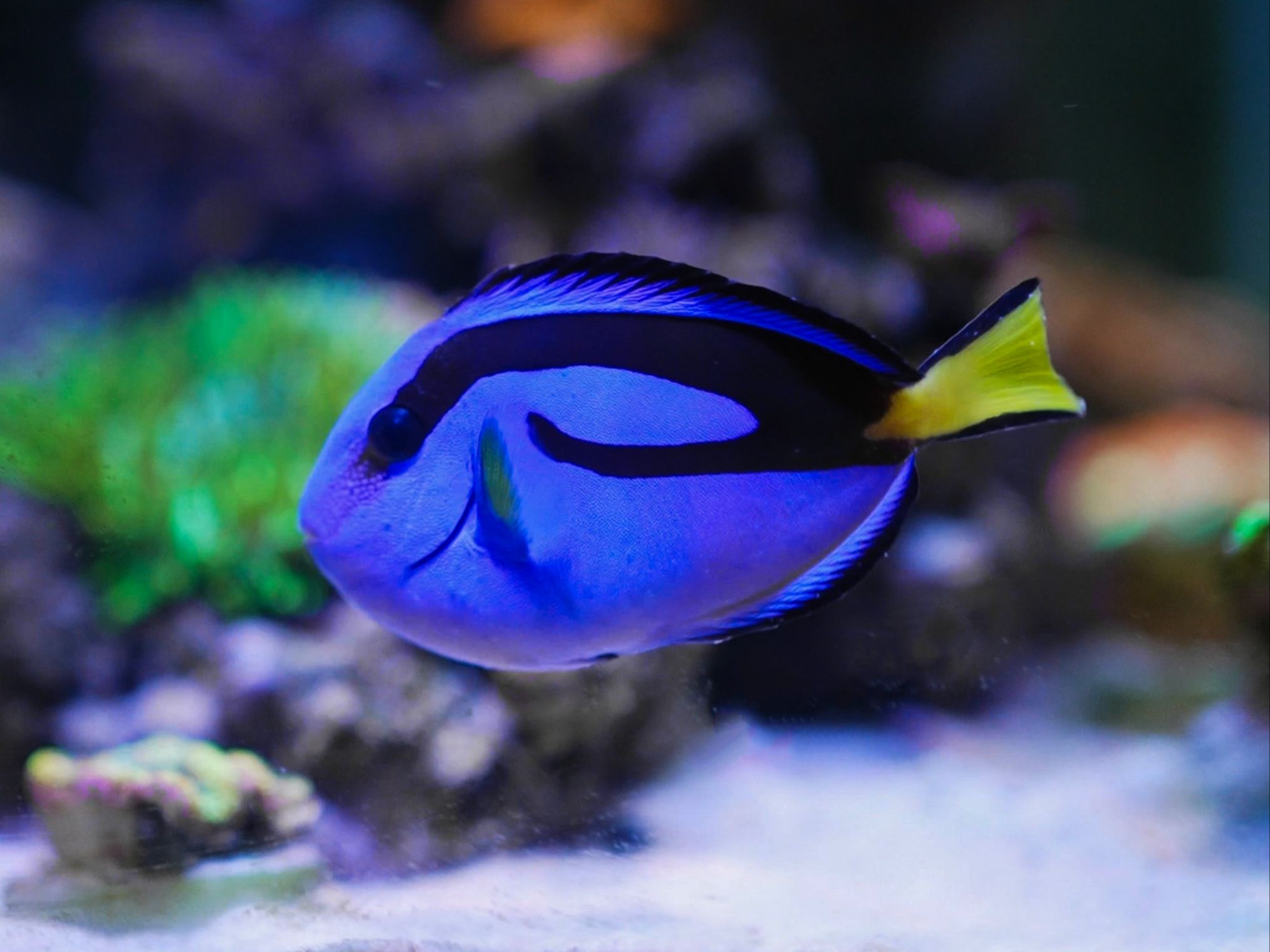 海水鱼 订水 蓝吊