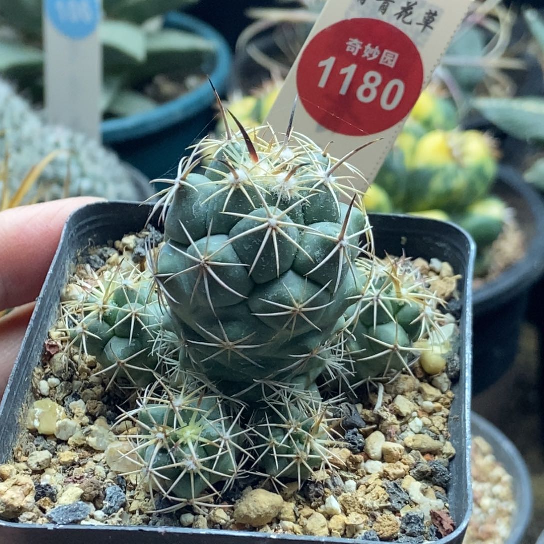 实生顶花枪骑士群一颗仙人球
