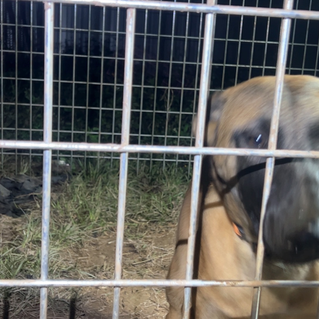 五个月马犬小公犬