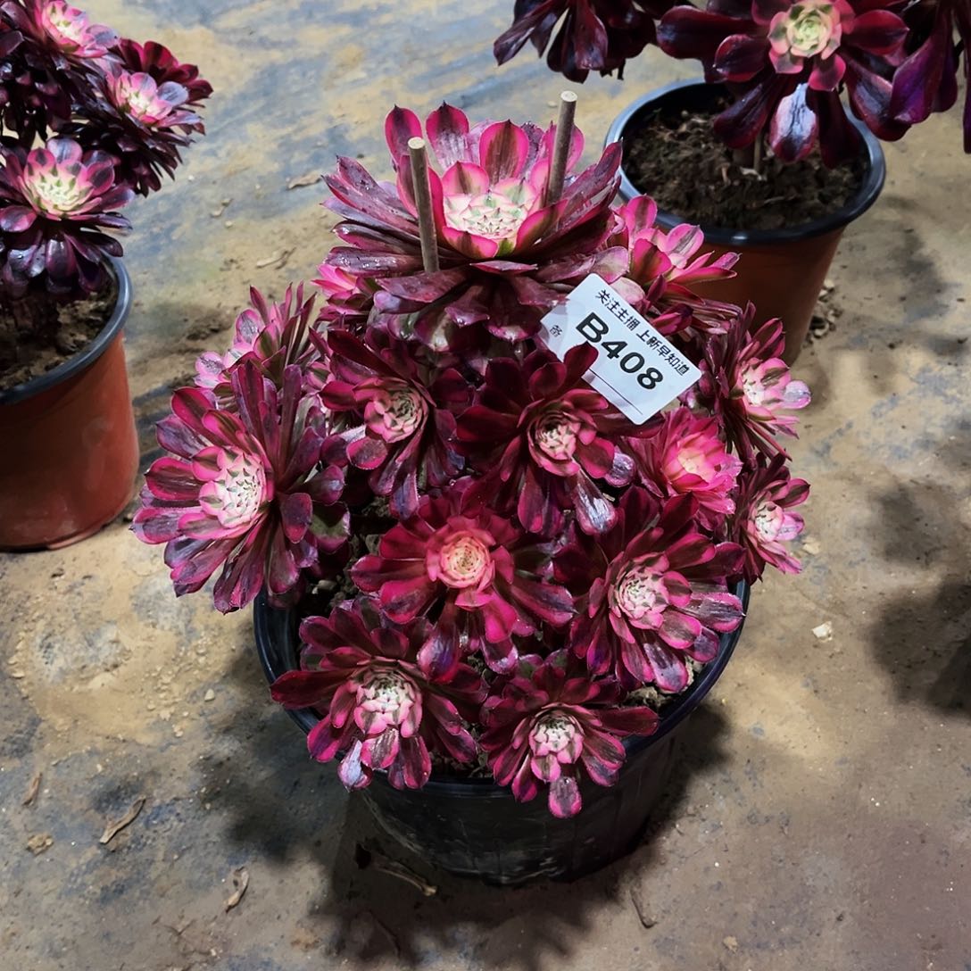 梦****5多肉408红铜超白锦