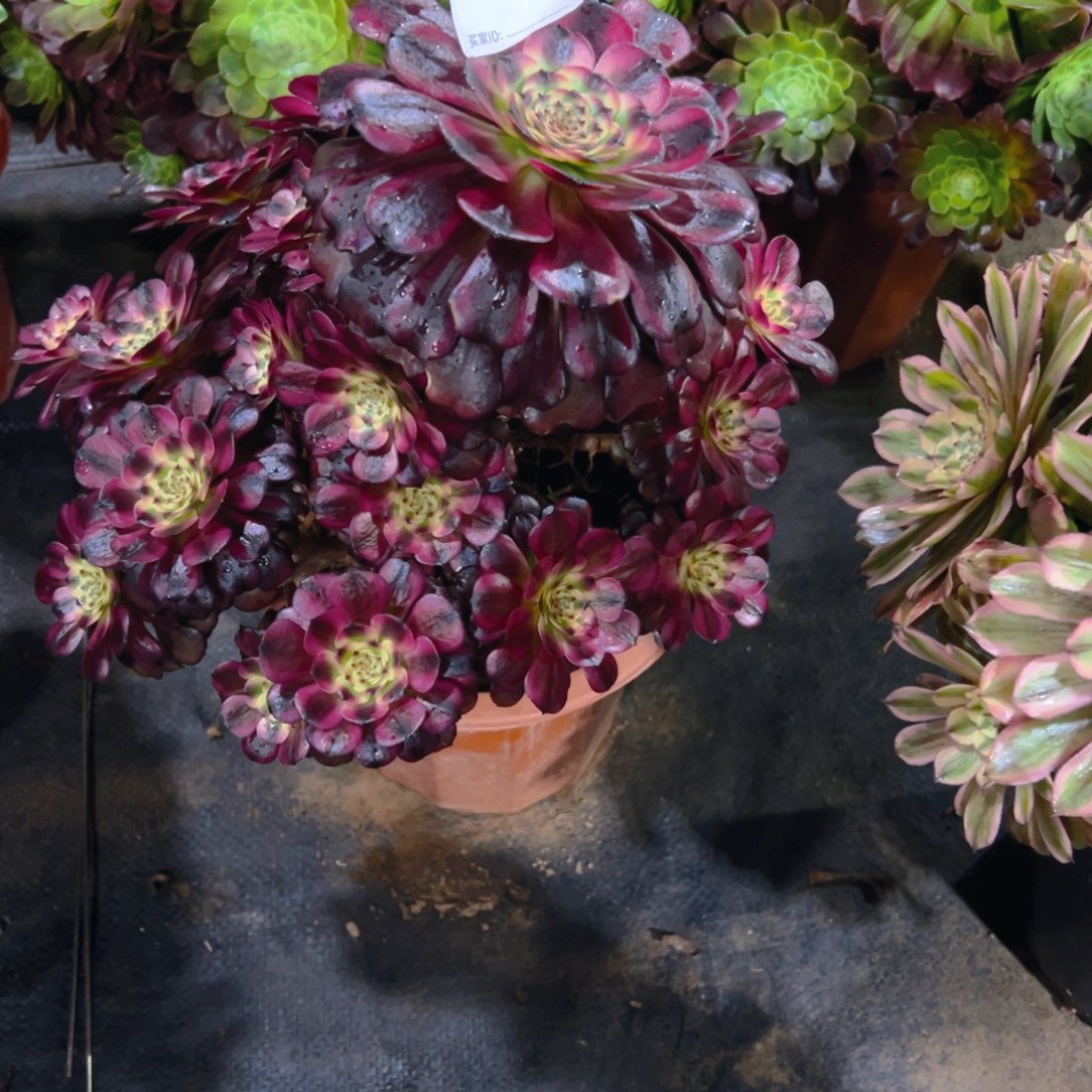 善***言622美肌法师，多肉植物