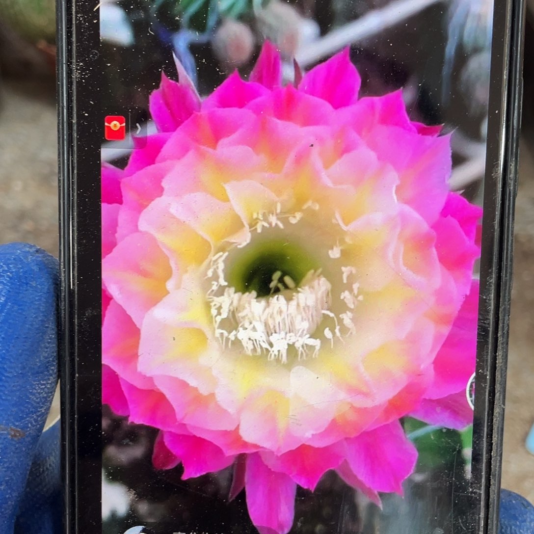 马丙自根球6公分以上带盆土