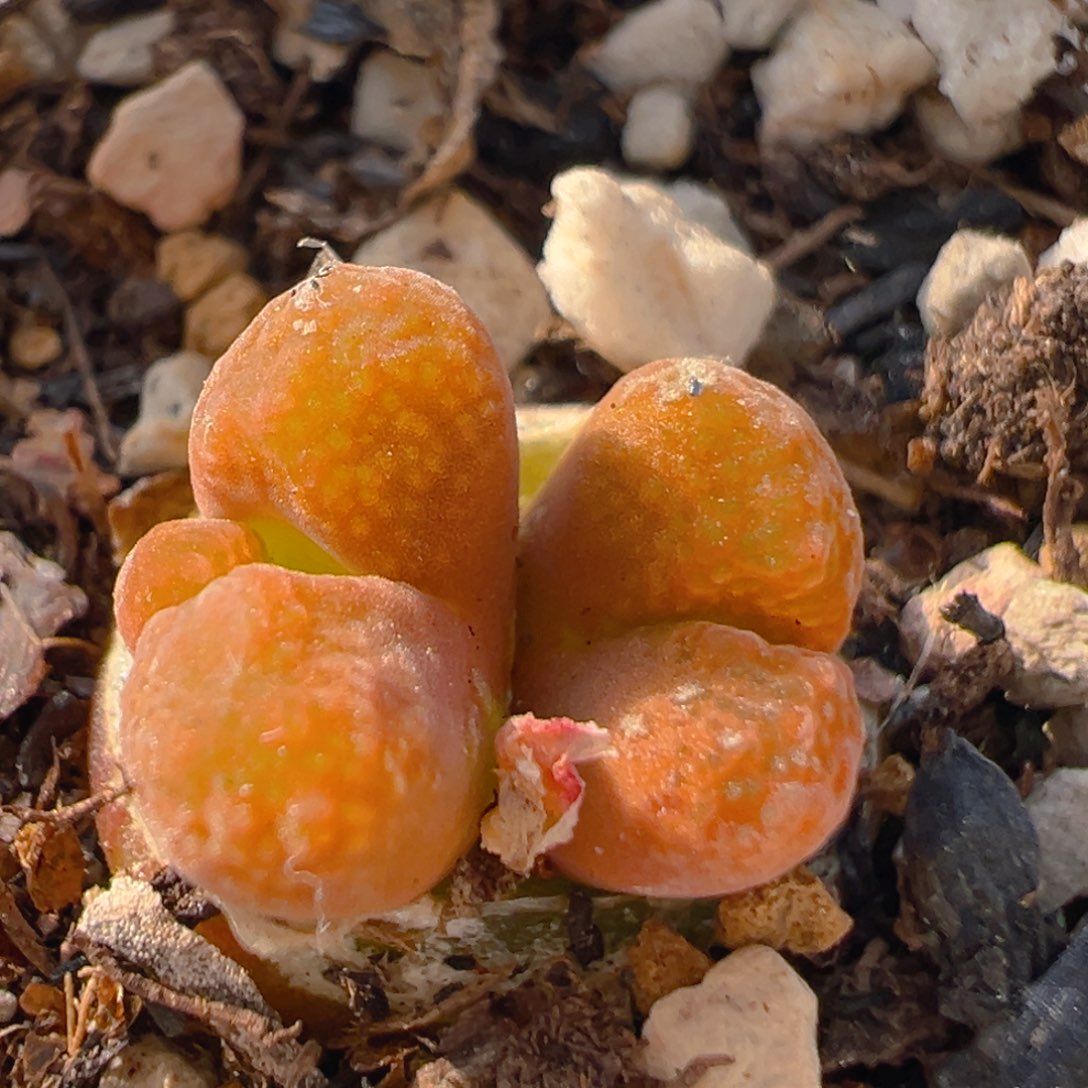 111多肉植物百科蛋糕风铃
