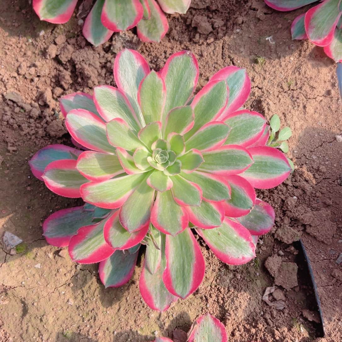 量拍妖月多肉一颗