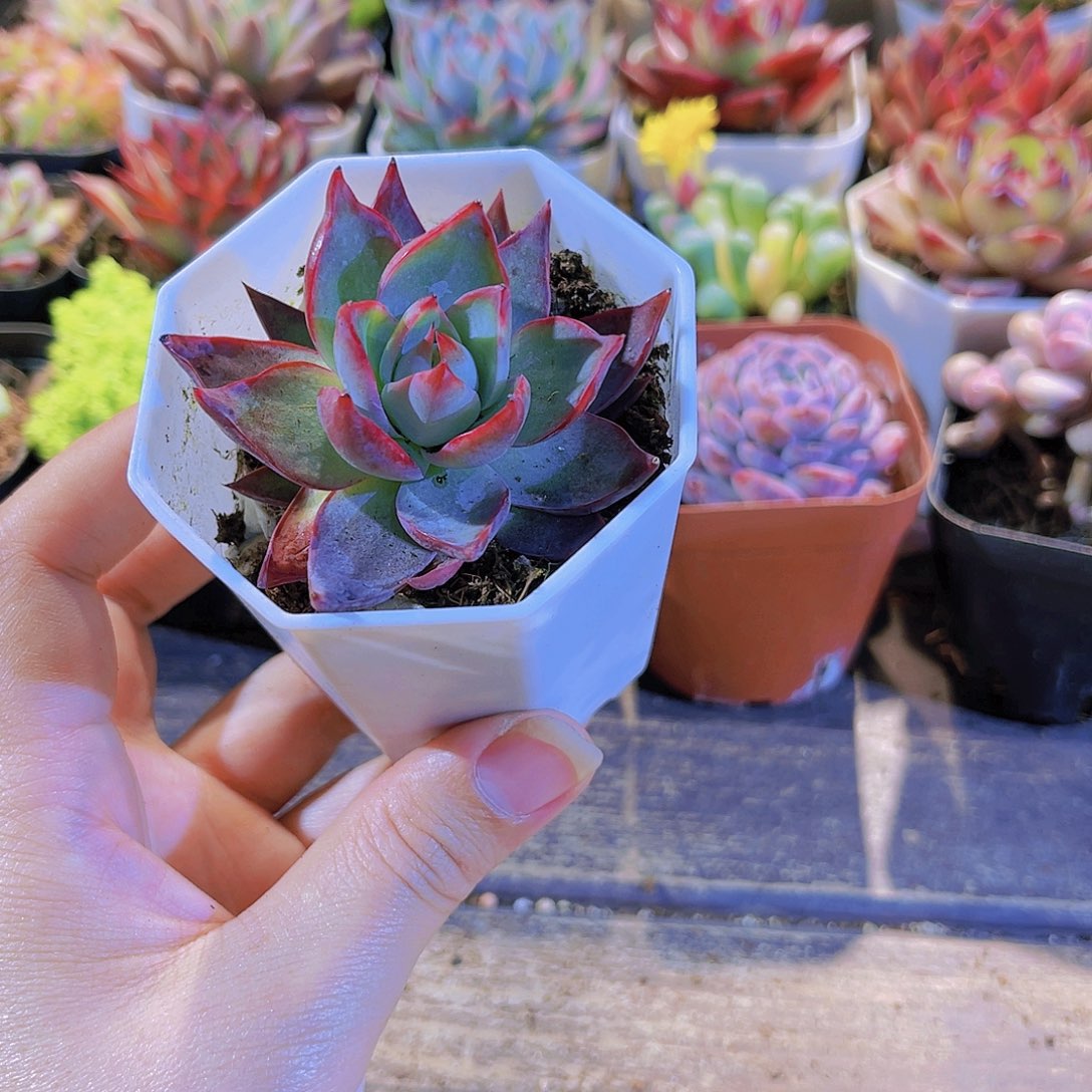 惊鸿四盆11111111111111