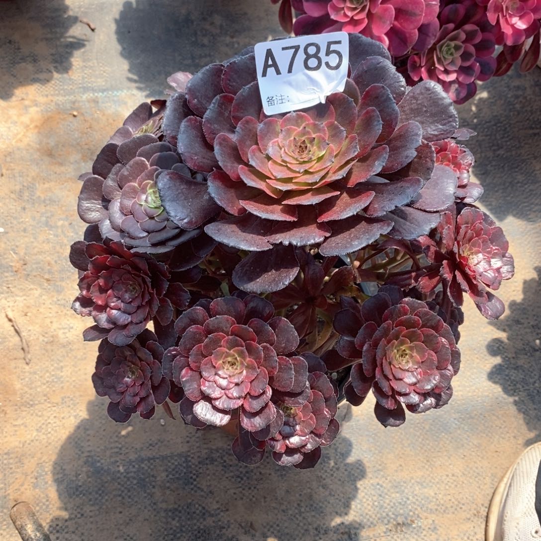 嫩桩黑暗女神785多肉法师植物