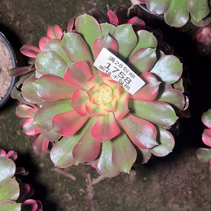 1758香妃多肉植物