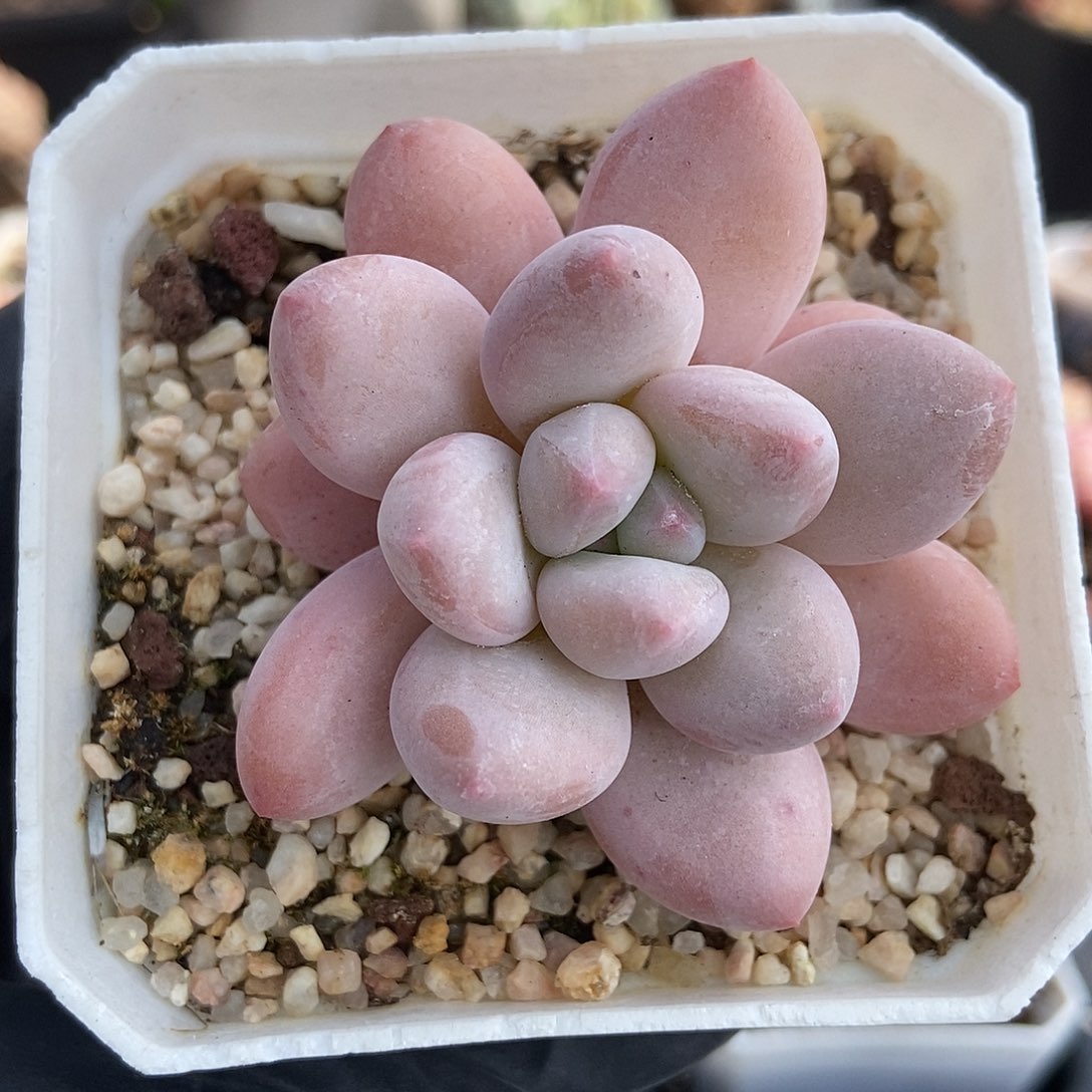 127 星宝精品多肉