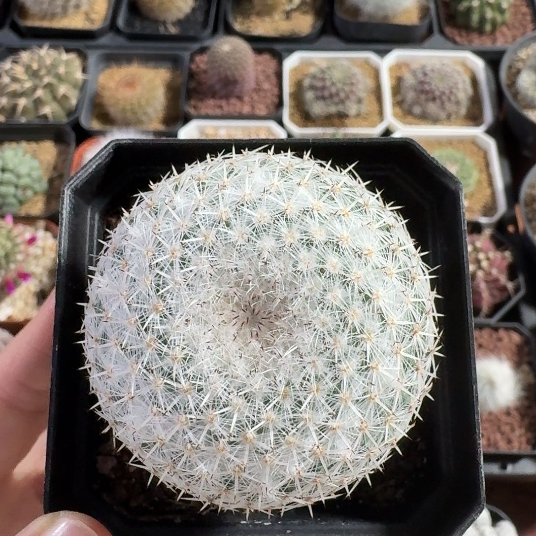 希望丸仙人球123453