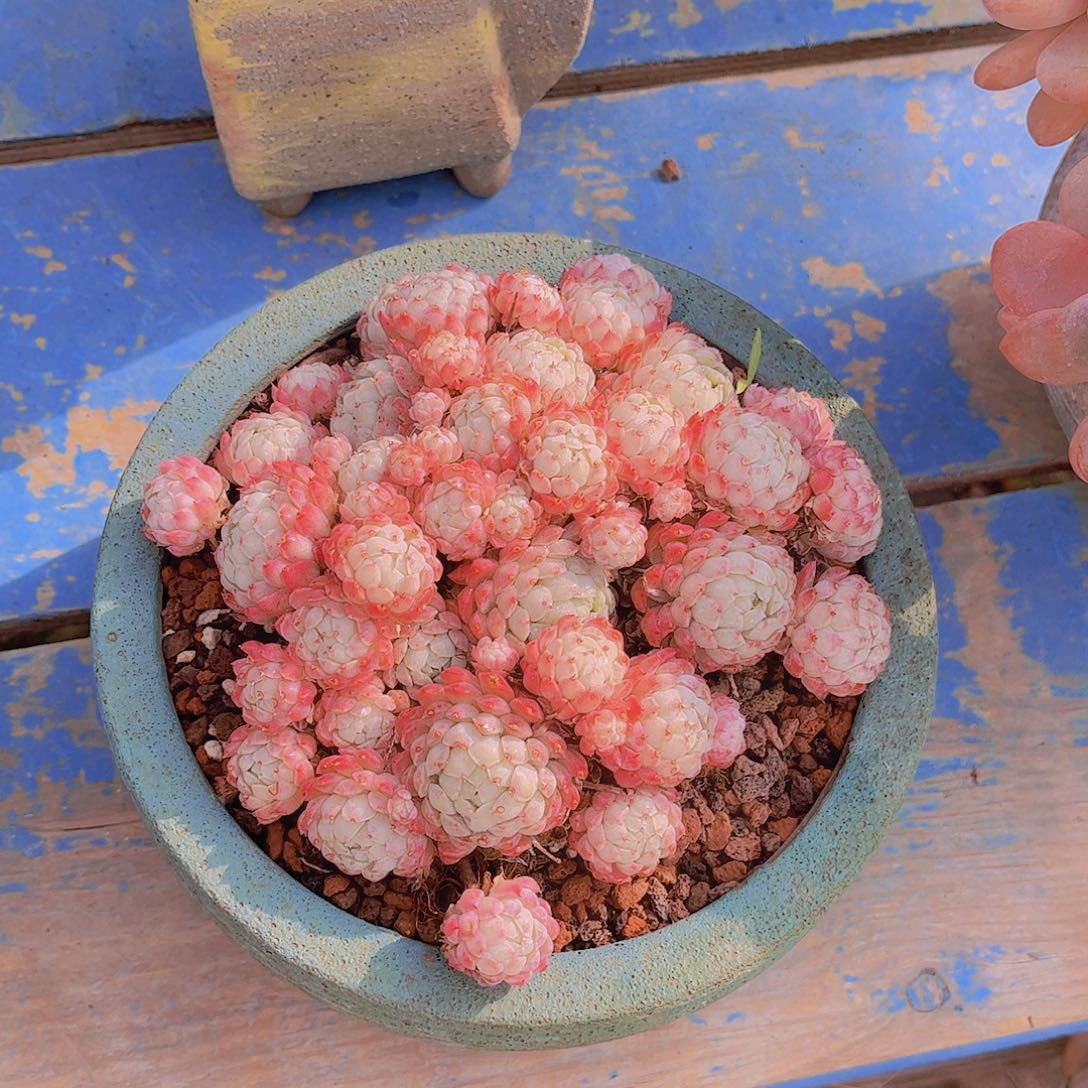 前**事多肉植物组合