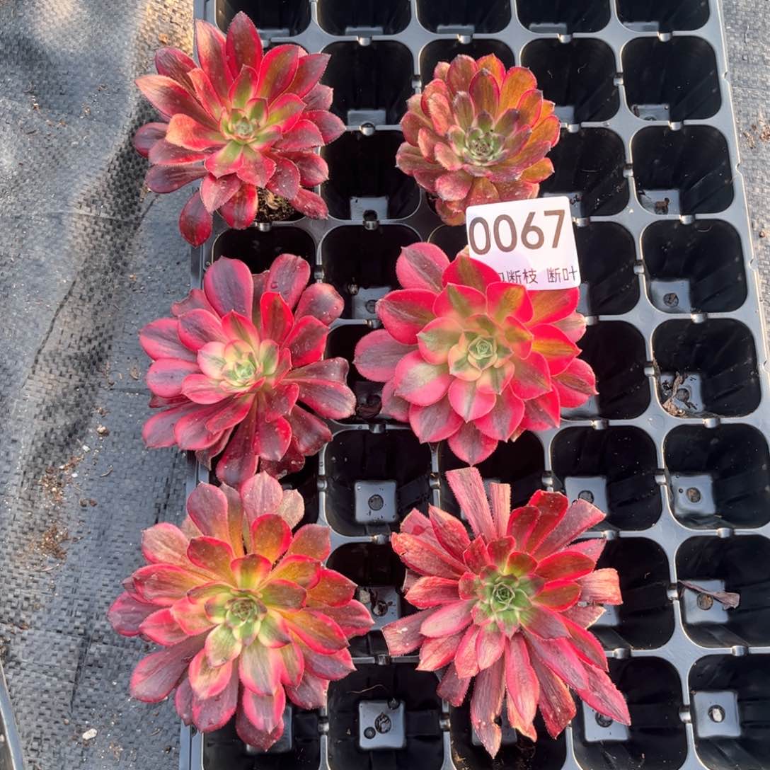 6棵不同品种法师套餐