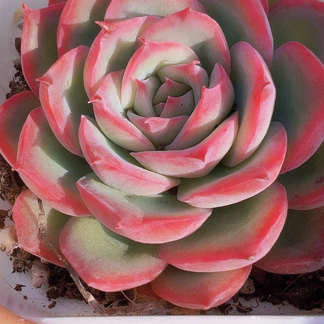 精品侧影19包邮多肉