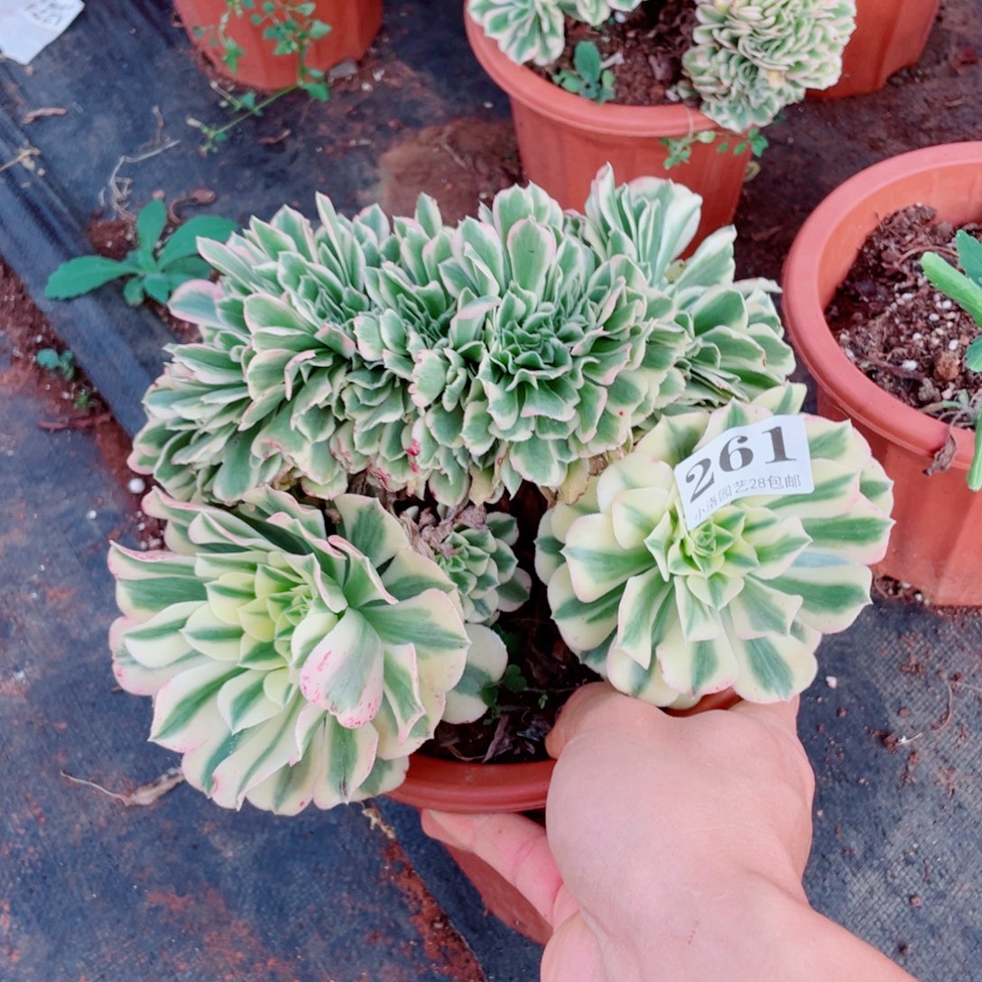 261号奶绿缀化多肉植物法师