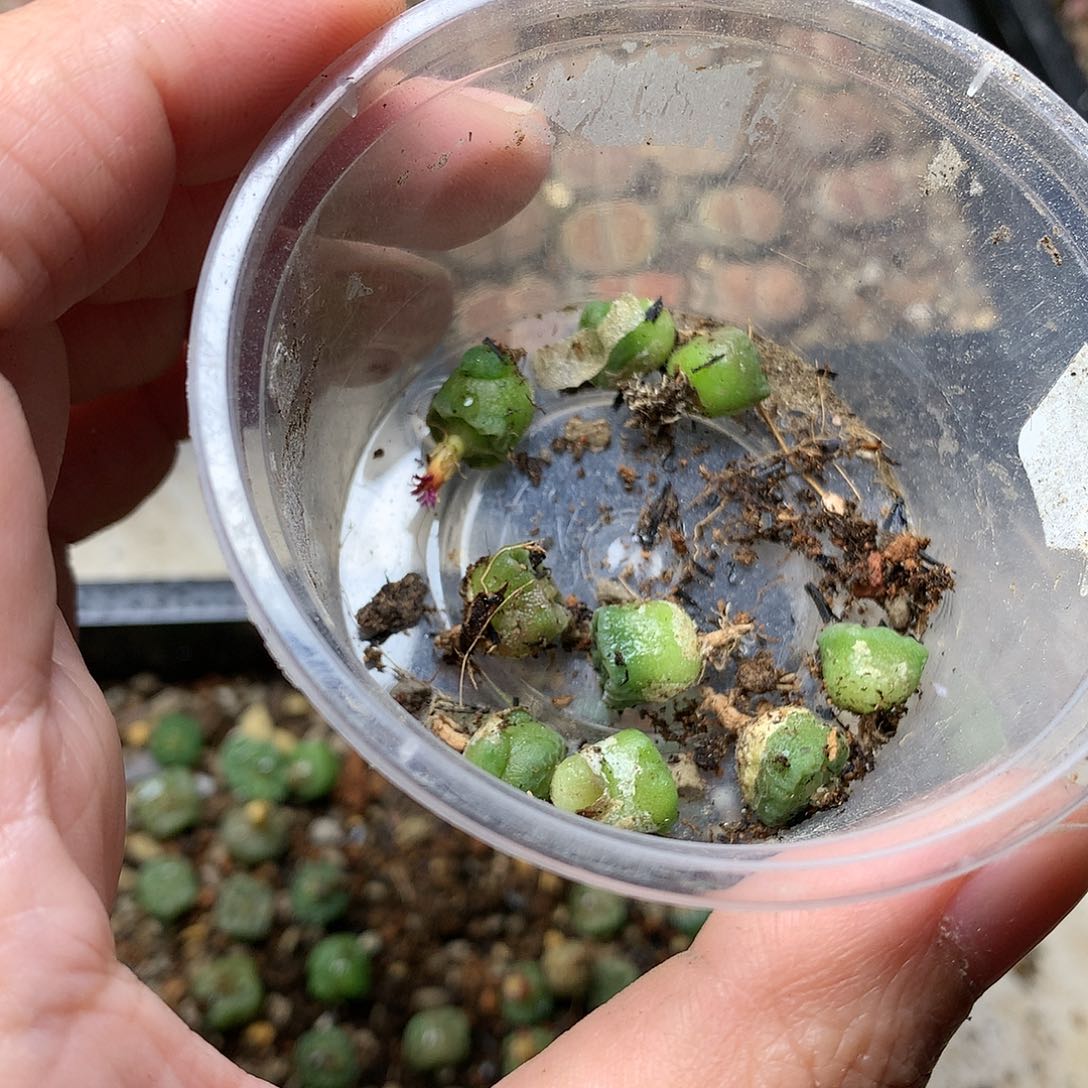 曹*T212多肉植物保护