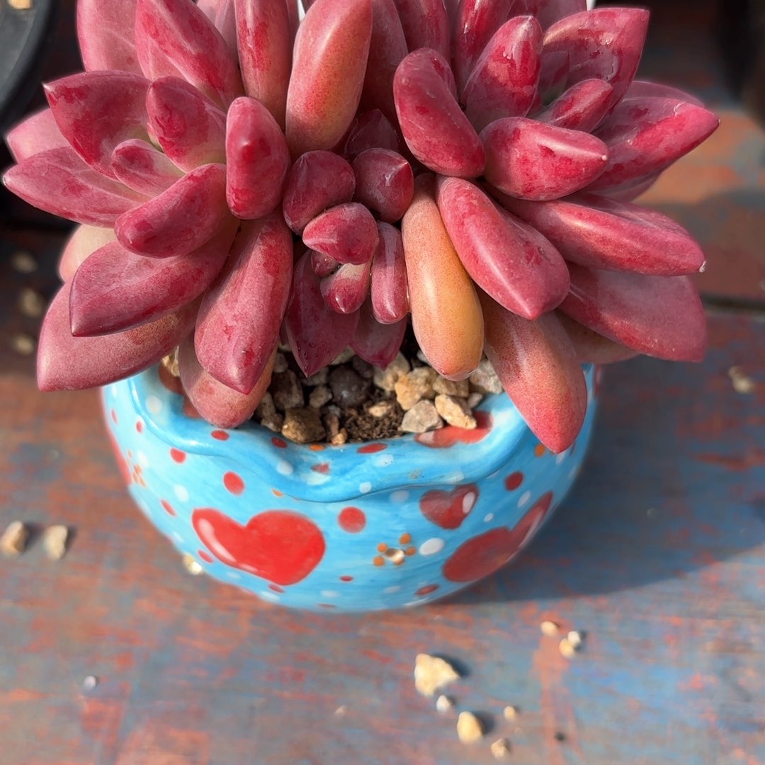 肉肉肉肉肉肉肉肉肉