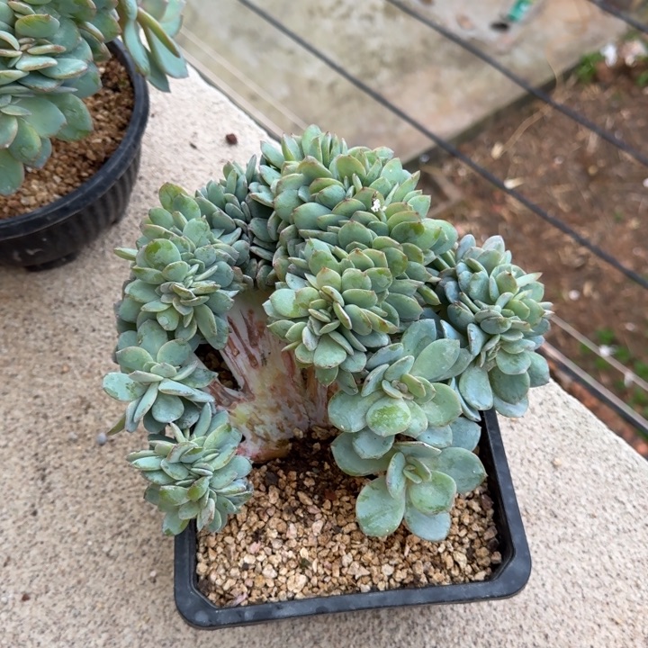 甜***i一物一拍的的的一物一拍